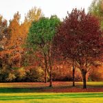 How Seasonal Changes Affect Your Landscape: Preparing for Fall