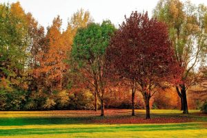 Read more about the article How Seasonal Changes Affect Your Landscape: Preparing for Fall