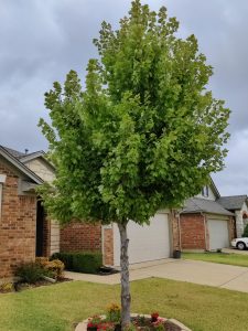 Read more about the article How Preventative Health Care Can Extend the Life of Your Trees