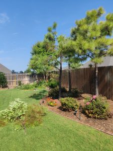 Read more about the article Spring Tree Care 101: Preparing Your Property for Growth