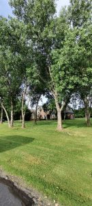 Read more about the article The Quarterly “T” about your Tree