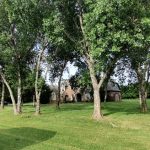 Sustainable Landscaping 101: The Role That Trees Play