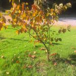 Essential Care Services to Prepare Your Property for Winter