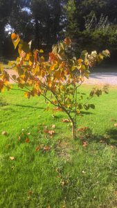 Read more about the article Essential Care Services to Prepare Your Property for Winter