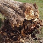 Root Excavation and Soil Analysis: Uncovering the Secrets in 2026