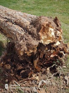 Read more about the article Root Excavation and Soil Analysis: Uncovering the Secrets in 2026