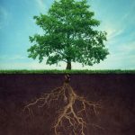 The Benefits of Deep Root Fertilization for Healthier April Trees