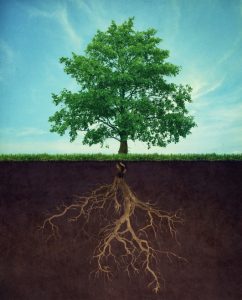 Read more about the article The Role of Micronutrients in Tree Health