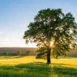 How Summer Heat Affects Your Trees and What to Do