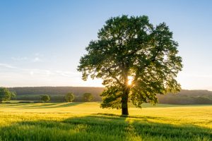 Read more about the article How Summer Heat Affects Your Trees and What to Do