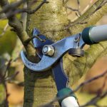 The Importance of Fall Pruning: Preparing for Winter