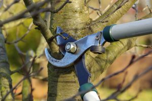 Read more about the article The Importance of Fall Pruning: Preparing for Winter